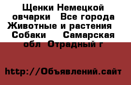 Щенки Немецкой овчарки - Все города Животные и растения » Собаки   . Самарская обл.,Отрадный г.